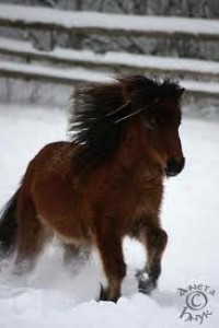 shetland-pony.jpg